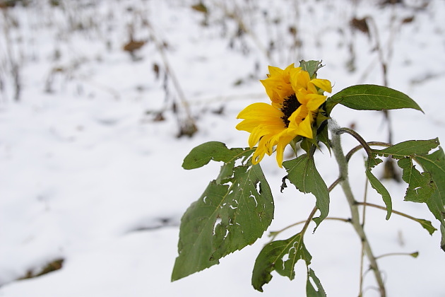 冬の向日葵　（雪と向日葵）