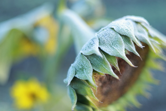 霜、ヒマワリ