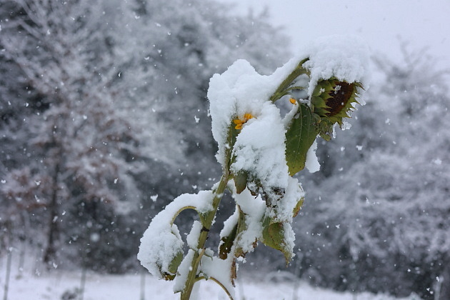 雪、ヒマワリ