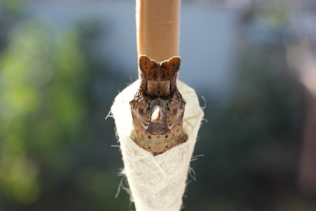 ナミアゲハの蛹