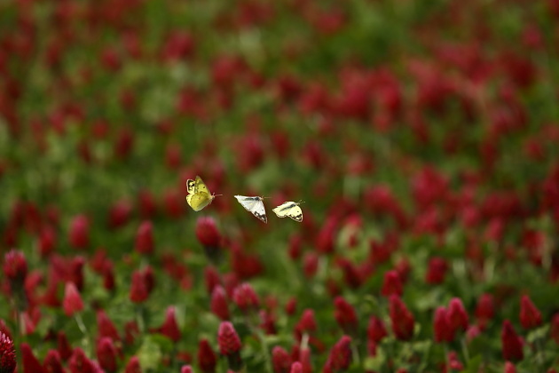 クリムゾンクローバーの花とモンキチョウ
