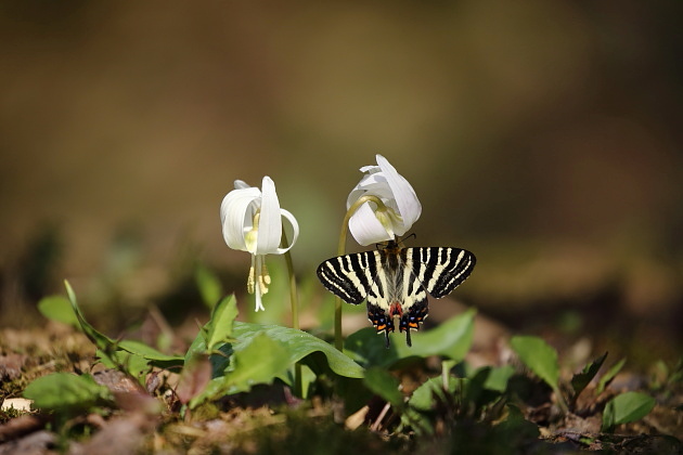 白いカタクリの花とギフチョウ