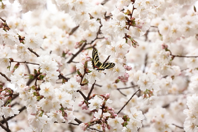 桜の花とギフチョウ