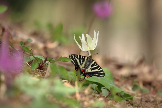 白いカタクリの花とギフチョウ