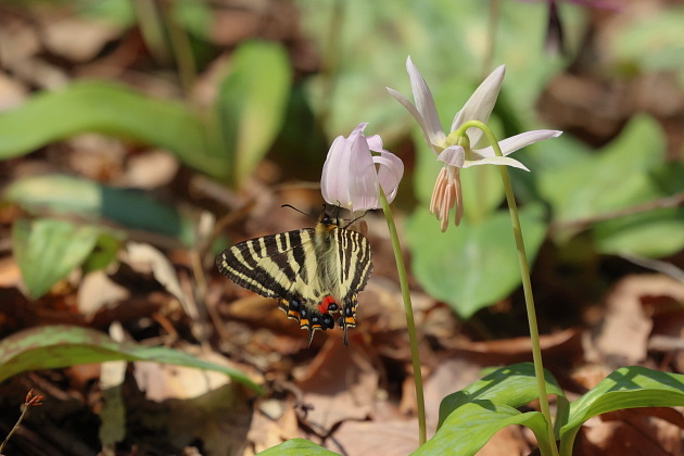 白いカタクリの花とギフチョウ