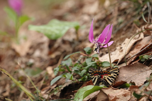 ギフチョウの交尾