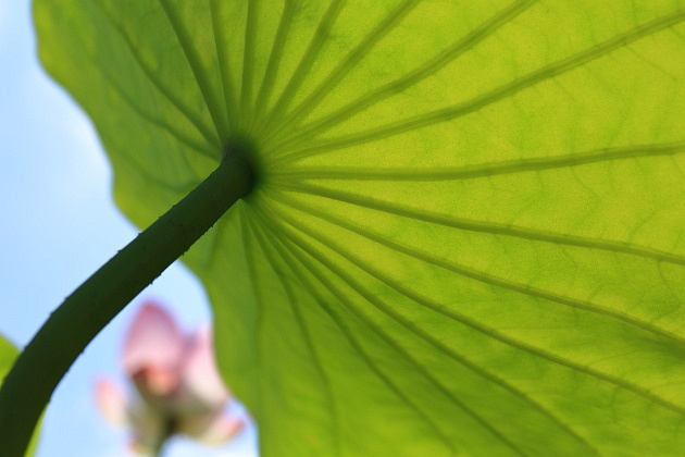 ハスの花