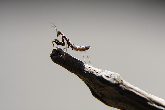 ハラビロカマキリの一齢幼虫