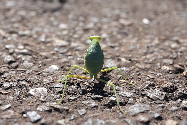 ハラビロカマキリの終齢幼虫