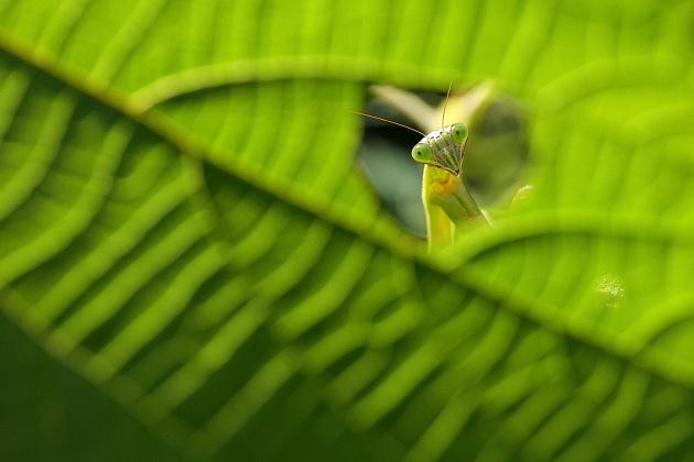 カマキリ