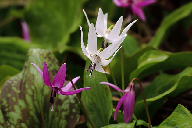 白いカタクリの花