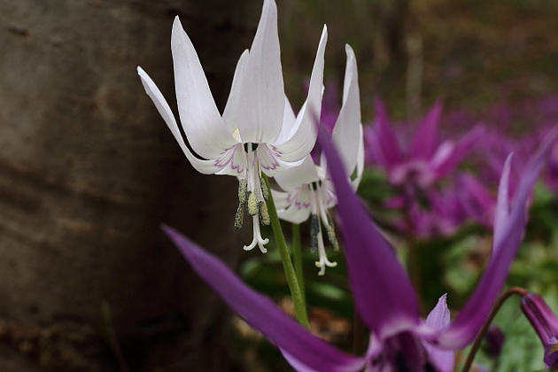 カタクリの花の写真 特集 白いカタクリの花