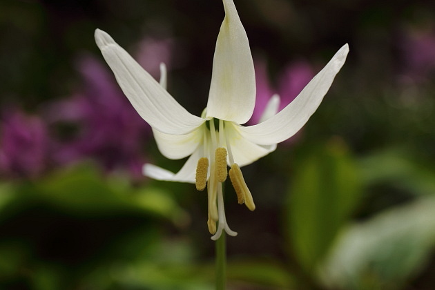 白いカタクリの花