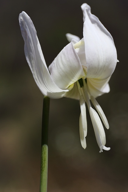 完璧な白いカタクリの花