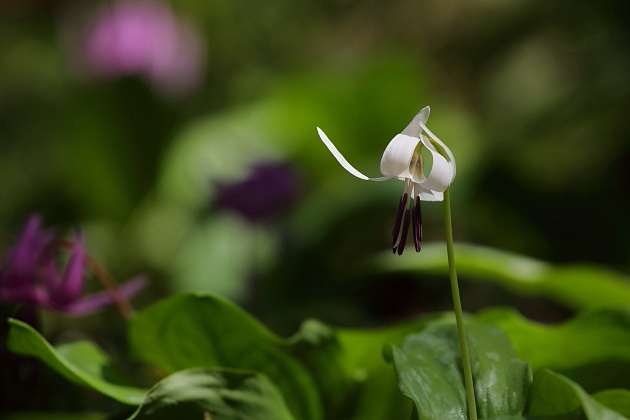 白いカタクリの花