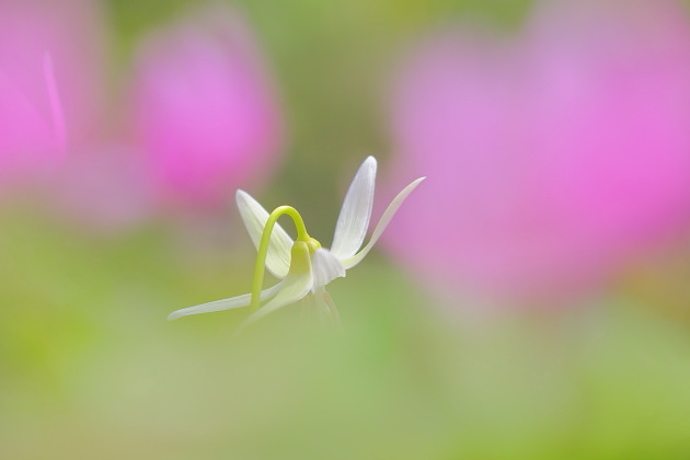 白いカタクリの花