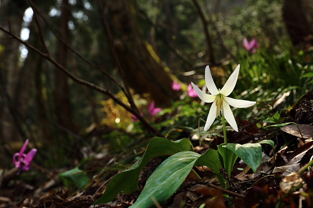 白いカタクリの花