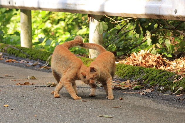 猫