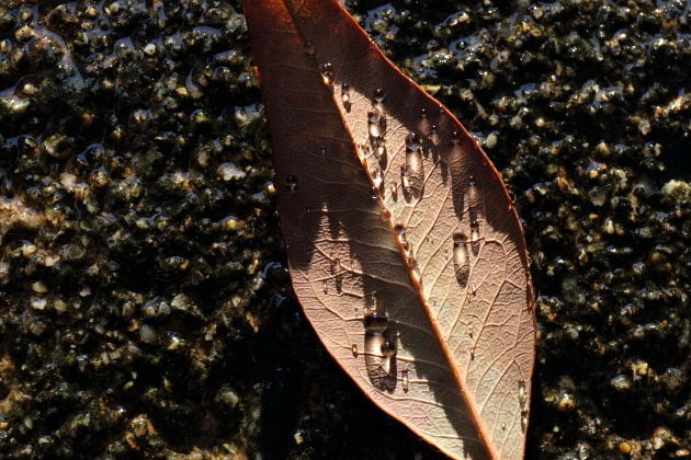 落ち葉と水滴