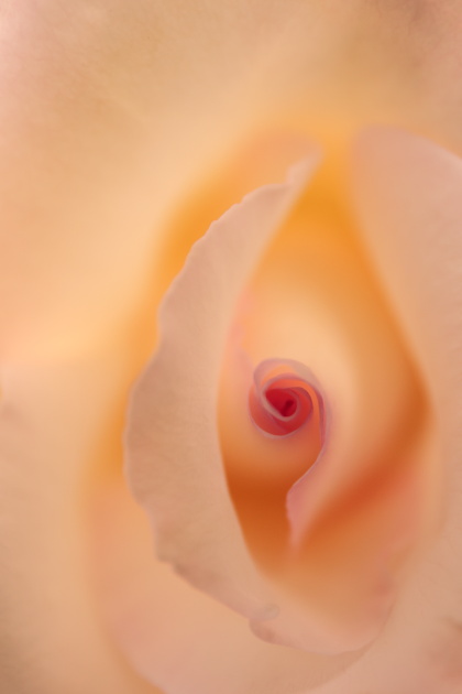 薔薇