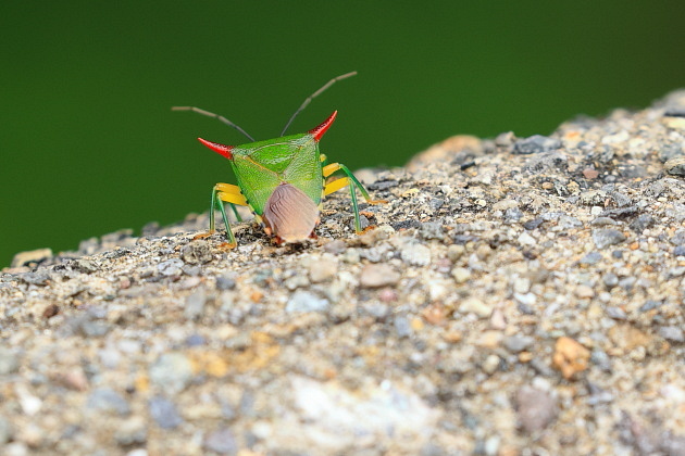 オオツノカメムシ
