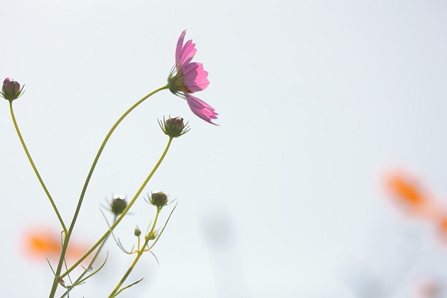 秋桜