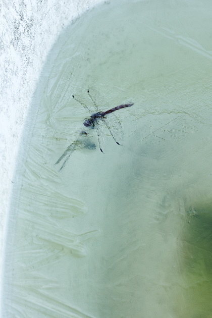 氷、トンボ