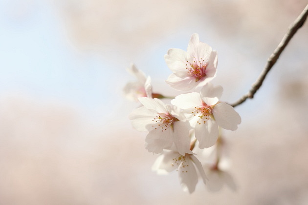 桜
