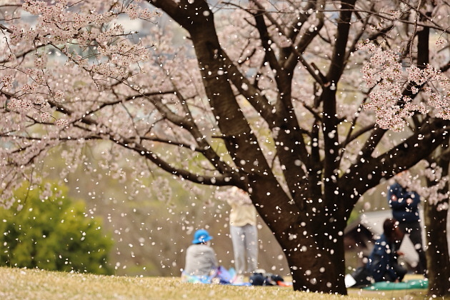桜吹雪
