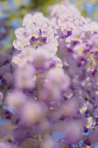 藤の花