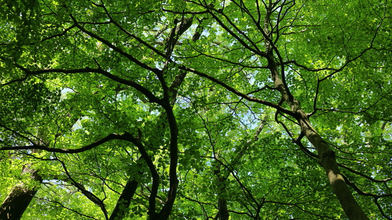 初夏の森