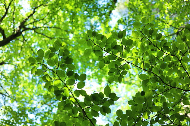 初夏の森