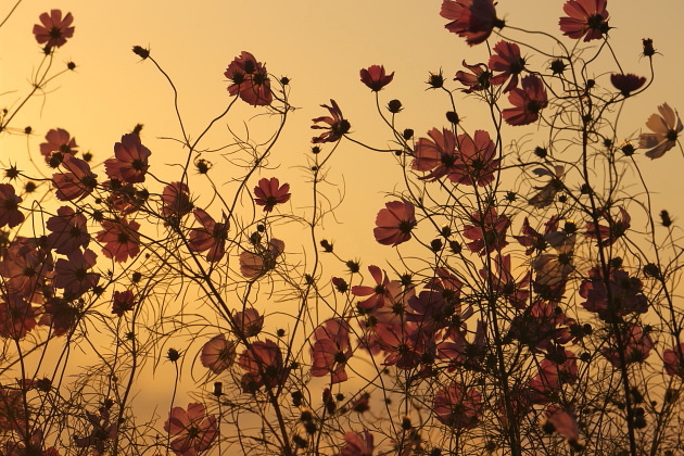秋桜