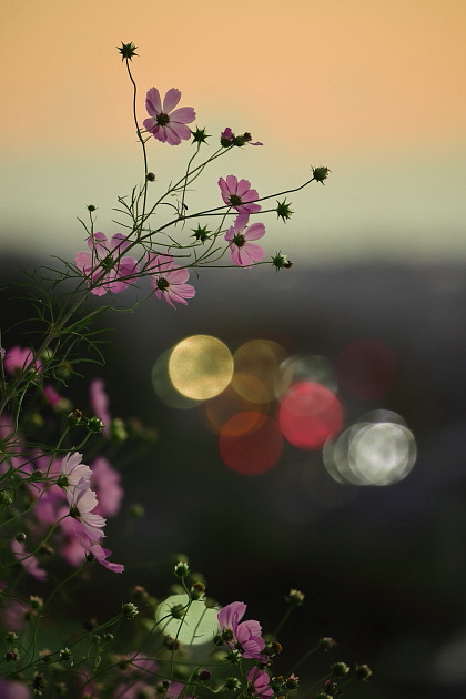 秋桜