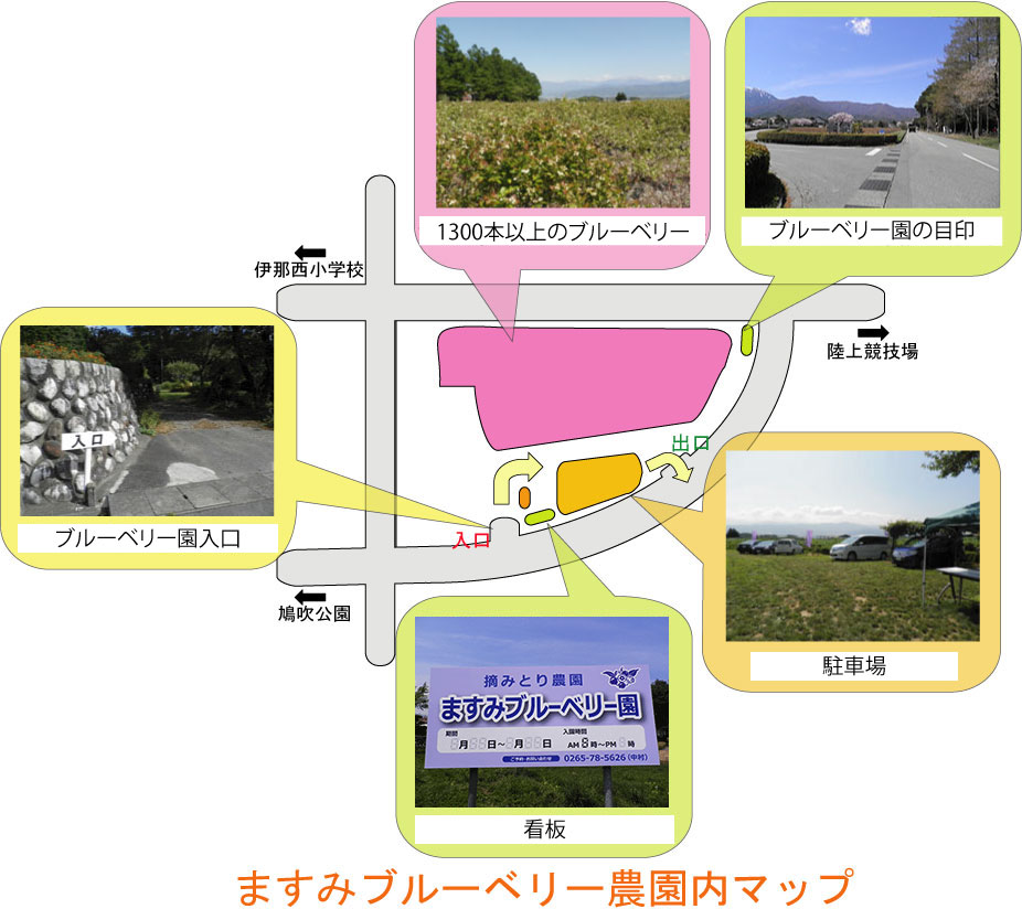 長野県伊那市ますみブルーベリー農園内マップ