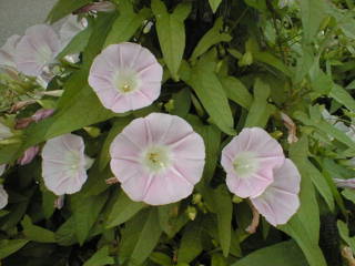 060132