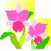 katorea