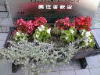99061228