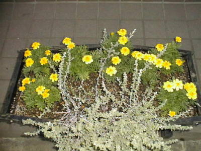 99062034