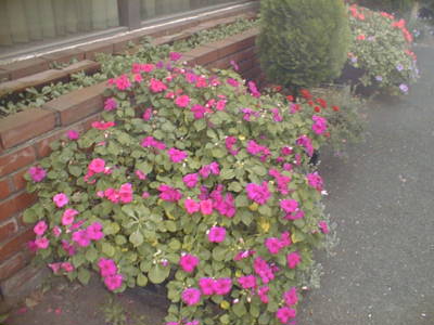 impatye01017115.jpg