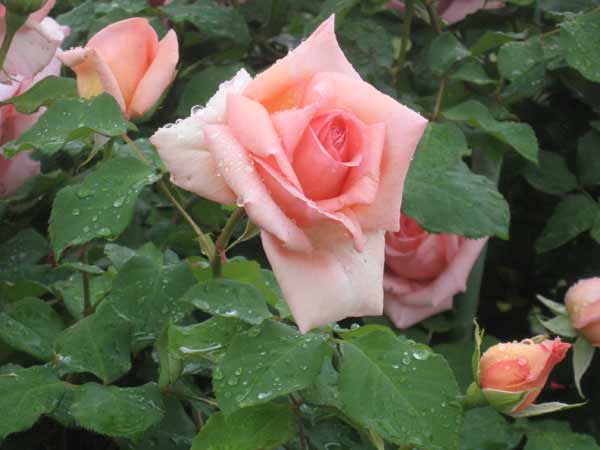 IMG_6598.jpg