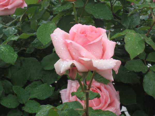 IMG_6600.jpg