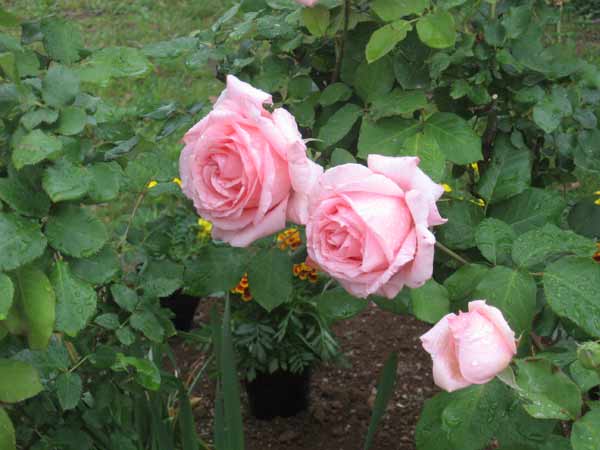 IMG_6604.jpg