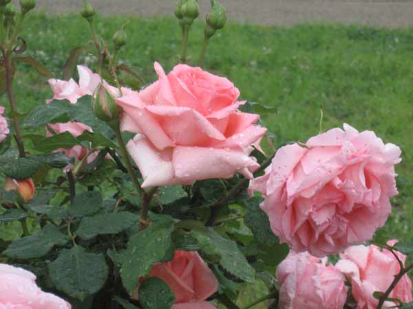 IMG_6606.jpg