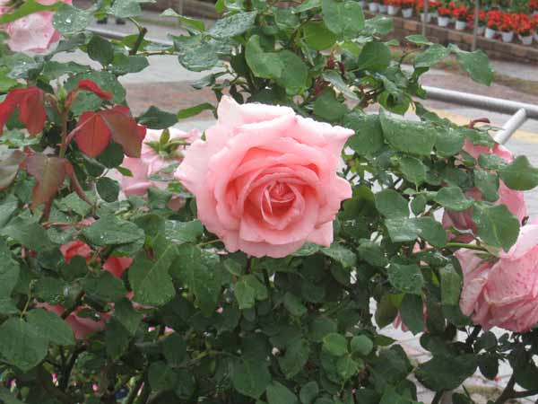 IMG_6610.jpg