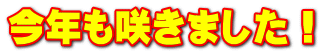 今年も咲きました！