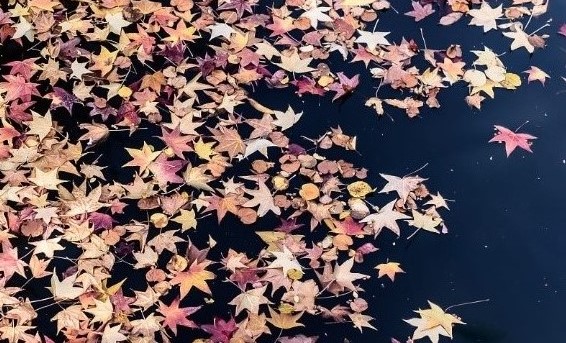 紅葉の秋